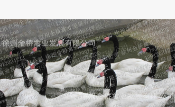 黑颈天鹅价格，黑颈天鹅基地，黑颈天鹅养殖场，黑颈天鹅出售