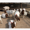 波尔山羊放养效益更高 波尔山羊羊苗价格 波尔山羊多少钱一只