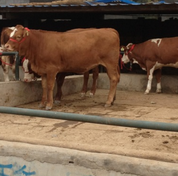 鲁西黄牛价格 牛犊价格 鲁西黄牛养殖基地直销全国发货