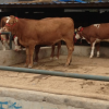 鲁西黄牛价格 牛犊价格 鲁西黄牛养殖基地直销全国发货