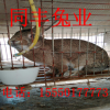 荆州兔子养殖回收送养殖设备签合同包回收