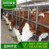 宁夏哪里有黄牛卖 哪里有卖种黄牛 中国黄牛网 肉牛养殖技术要点