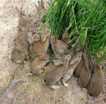 杂交野兔养殖加盟，哪里有杂交野兔养殖加盟厂家？