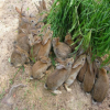 杂交野兔养殖加盟，哪里有杂交野兔养殖加盟厂家？