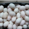 厂家大量供应优质安风禽蛋产品 生鸭蛋