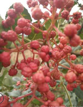 武都大红袍花椒 麻味十足的花椒 陇南 武都大红袍 麻香 花椒