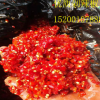 批发供应优质泡菜剁辣椒 剁红椒 鸡泽辣椒 腌辣椒 辣椒酱