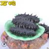 大连海参半干海参 拉缸盐海参 盐渍海参500g 20-60头/斤