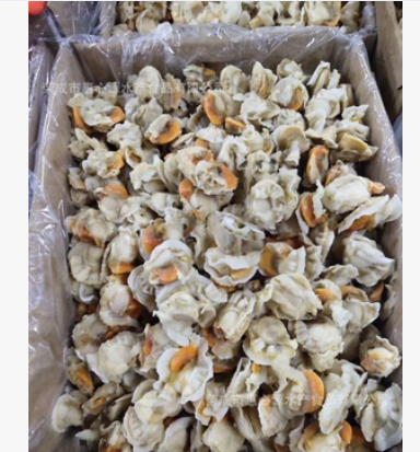 月贝 半壳扇贝 带红膏日月贝 寿司酒店自助餐贝