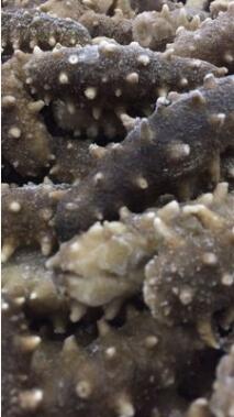 养参人海参加工厂清库存即食海参 大连冷冻即食海参批发500g