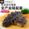 即食海参批发 正宗大连海参辽刺参非干货