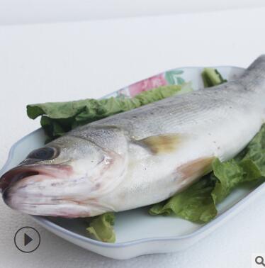 连云港 海鲜鲜活 鲈鱼 花鲈 大鲈鮫