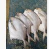 常年供应鲳鱼/白鲳/平鲳、海鲜批发、冰鲜（冷冻）鱼类
