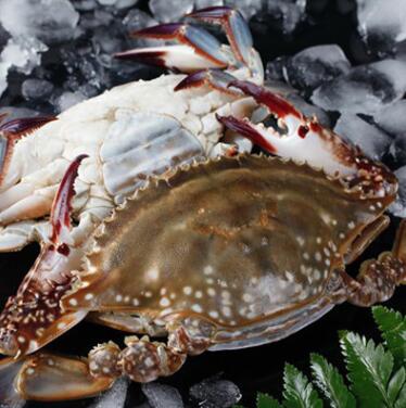 鲜活梭子蟹批发、海洋蟹、石头蟹，养殖蟹、供应各种海鲜|酒店