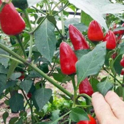 产地直销现摘新鲜子弹头红灯笼椒草莓辣椒海椒珠子泡椒剁椒香辣5