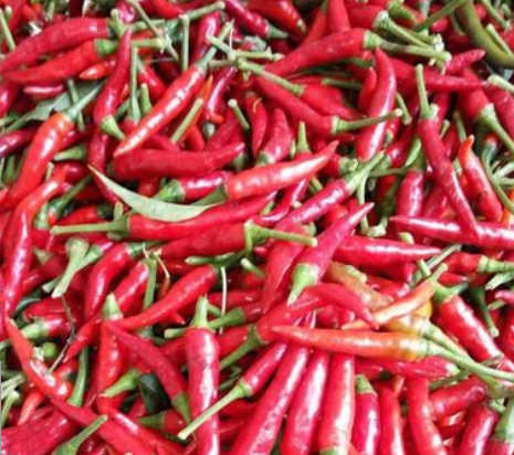 新鲜小红辣椒现摘现发小米椒泰椒朝天椒小米辣特辣小尖椒5斤包邮
