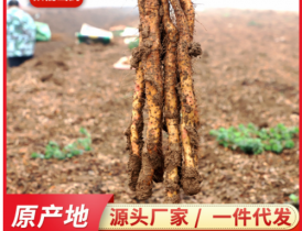 铁棍山药河南焦作垆土铁棍山药产地批发非淮山药一件代发怀山药