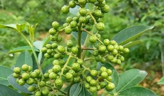 胡椒高产的种植技术