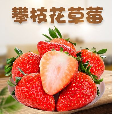 四川攀枝花草莓 代发1/3斤新鲜应季牛奶香梅应季水果非丹东草莓